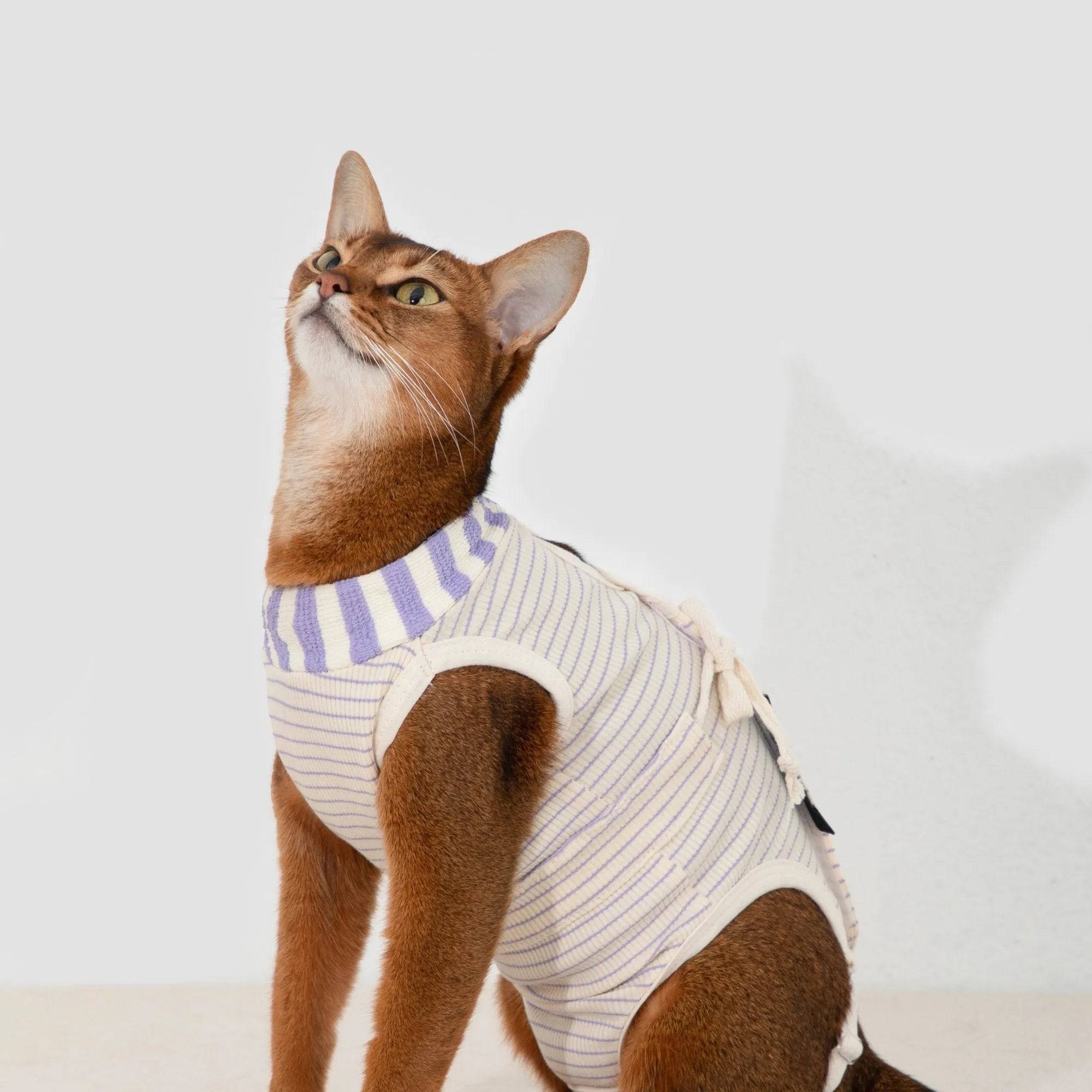 Cat wearing a recovery suit after surgery; compare recovery suits and cones by wound location