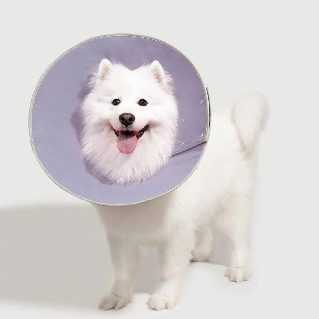 a-dog-wearing-hidream-elizbath-ring