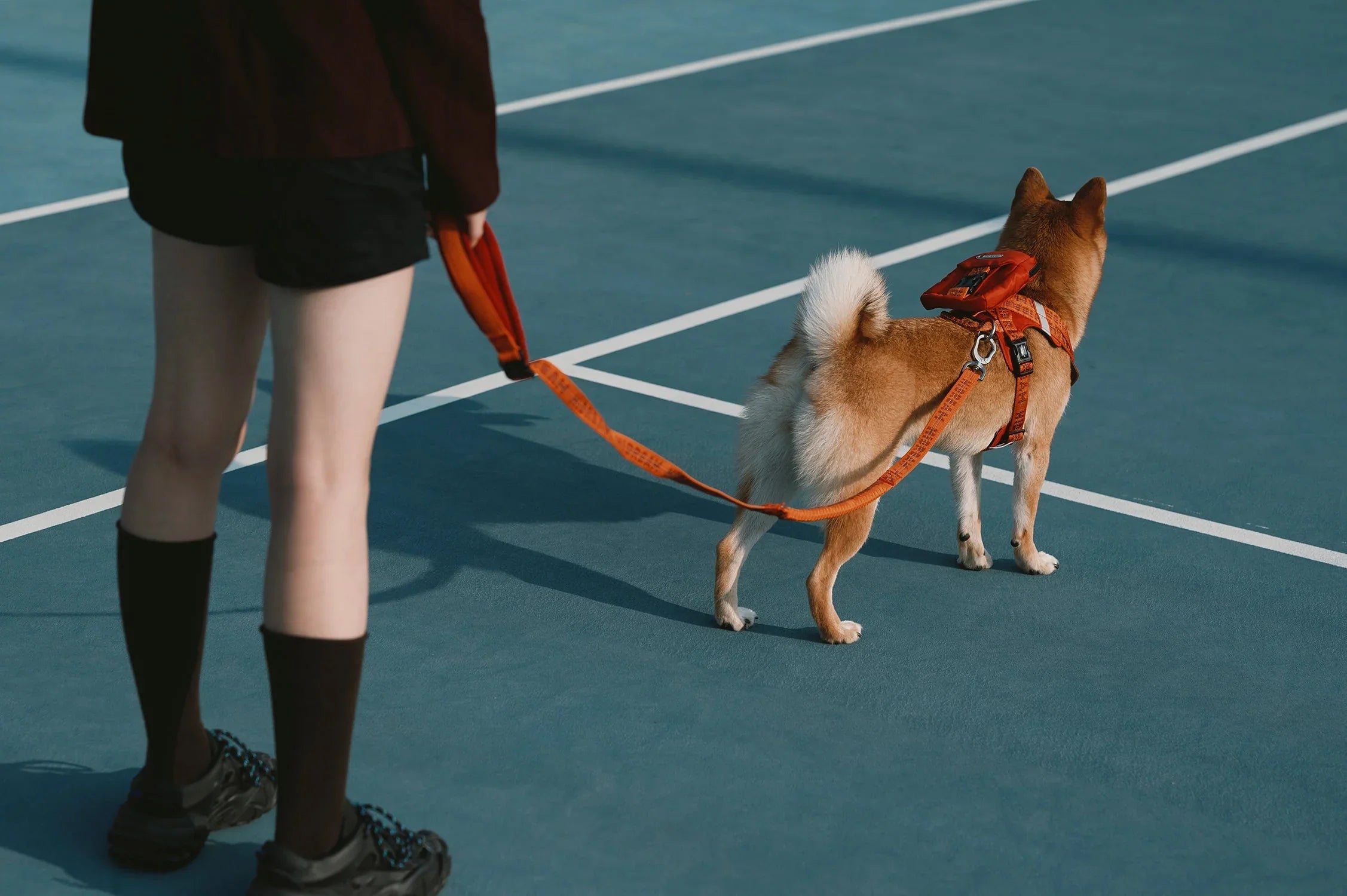 Pet Collar & Harness