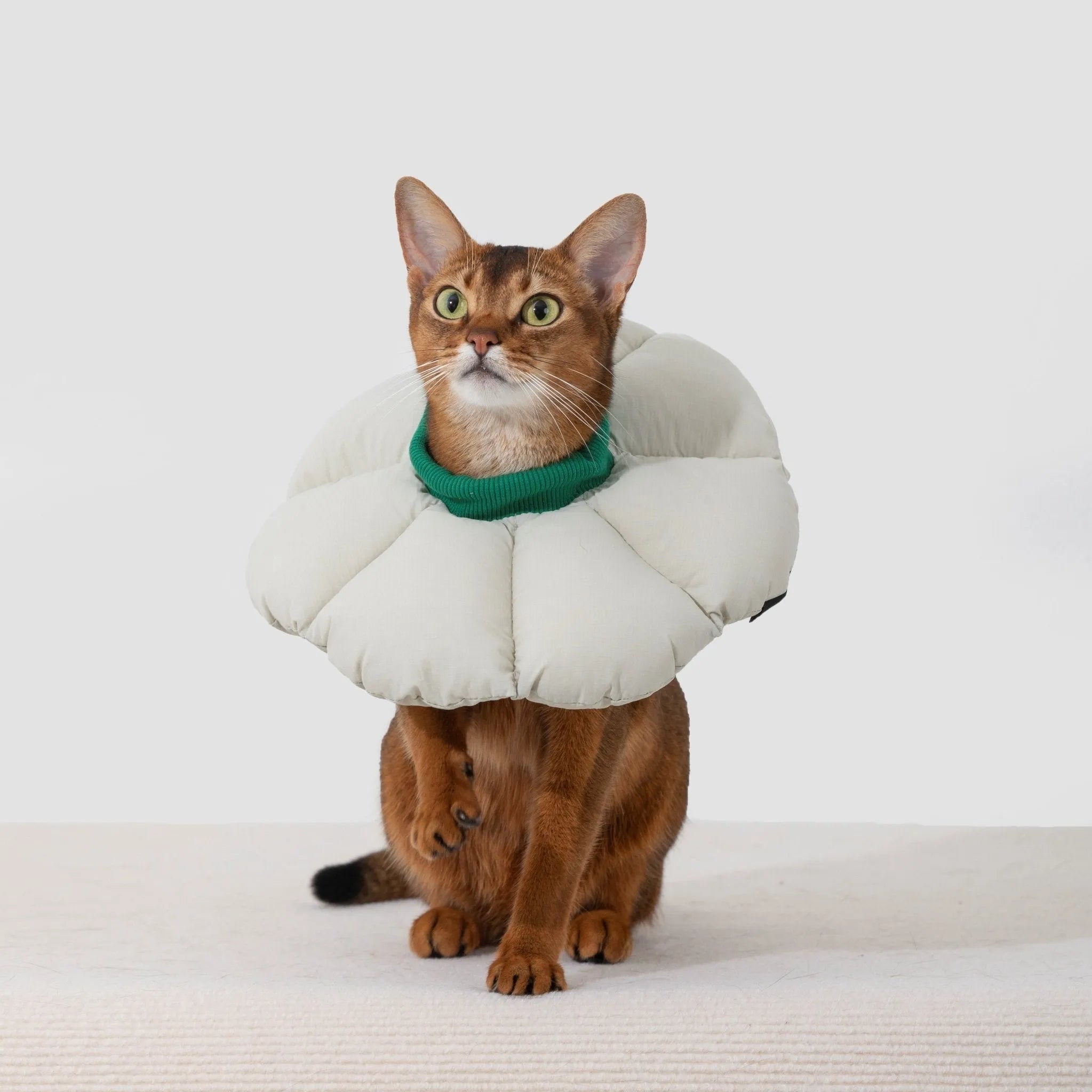 Recovery Collars & Vet Care