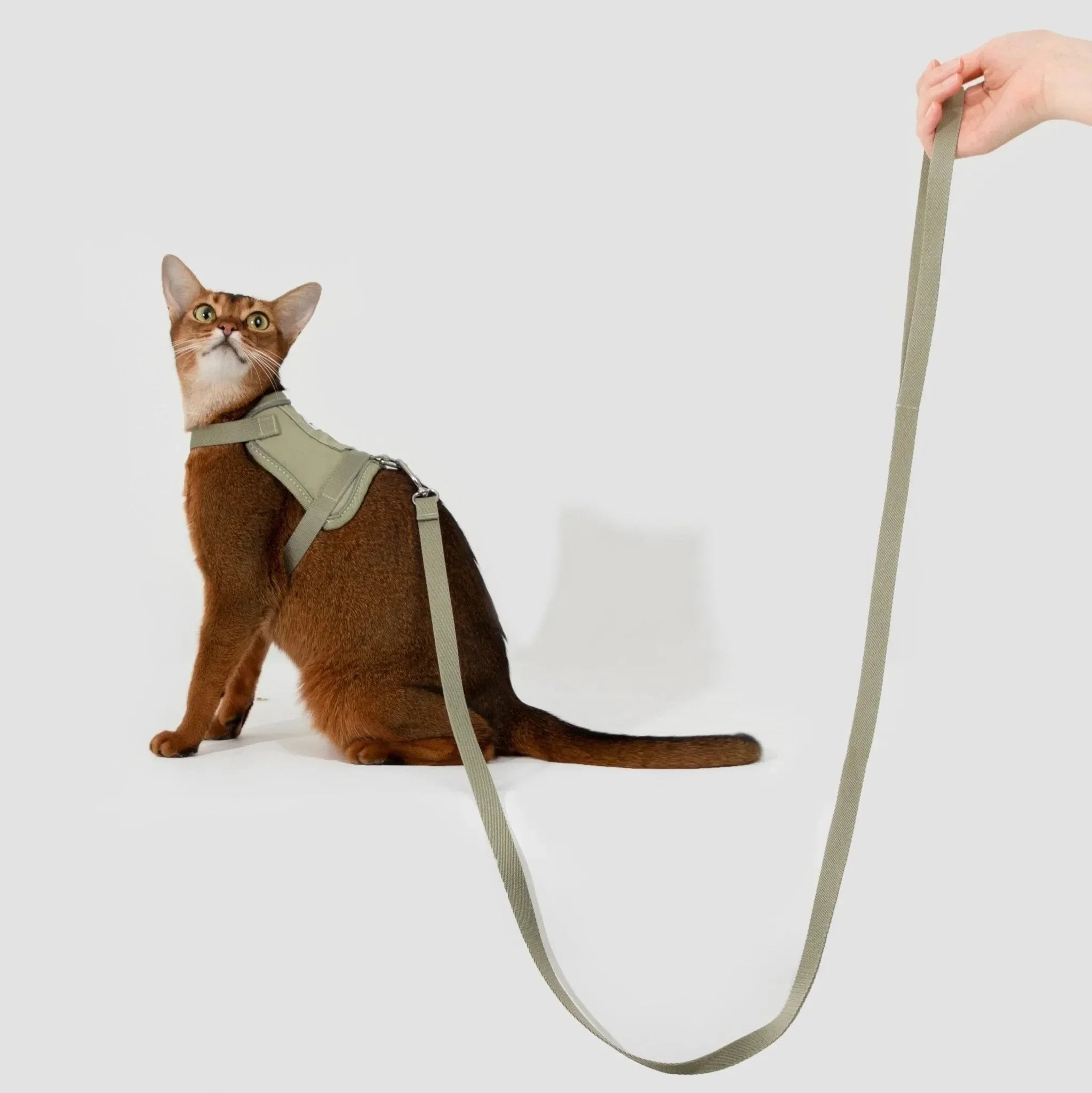 Cat Harnesses & Vest Sets