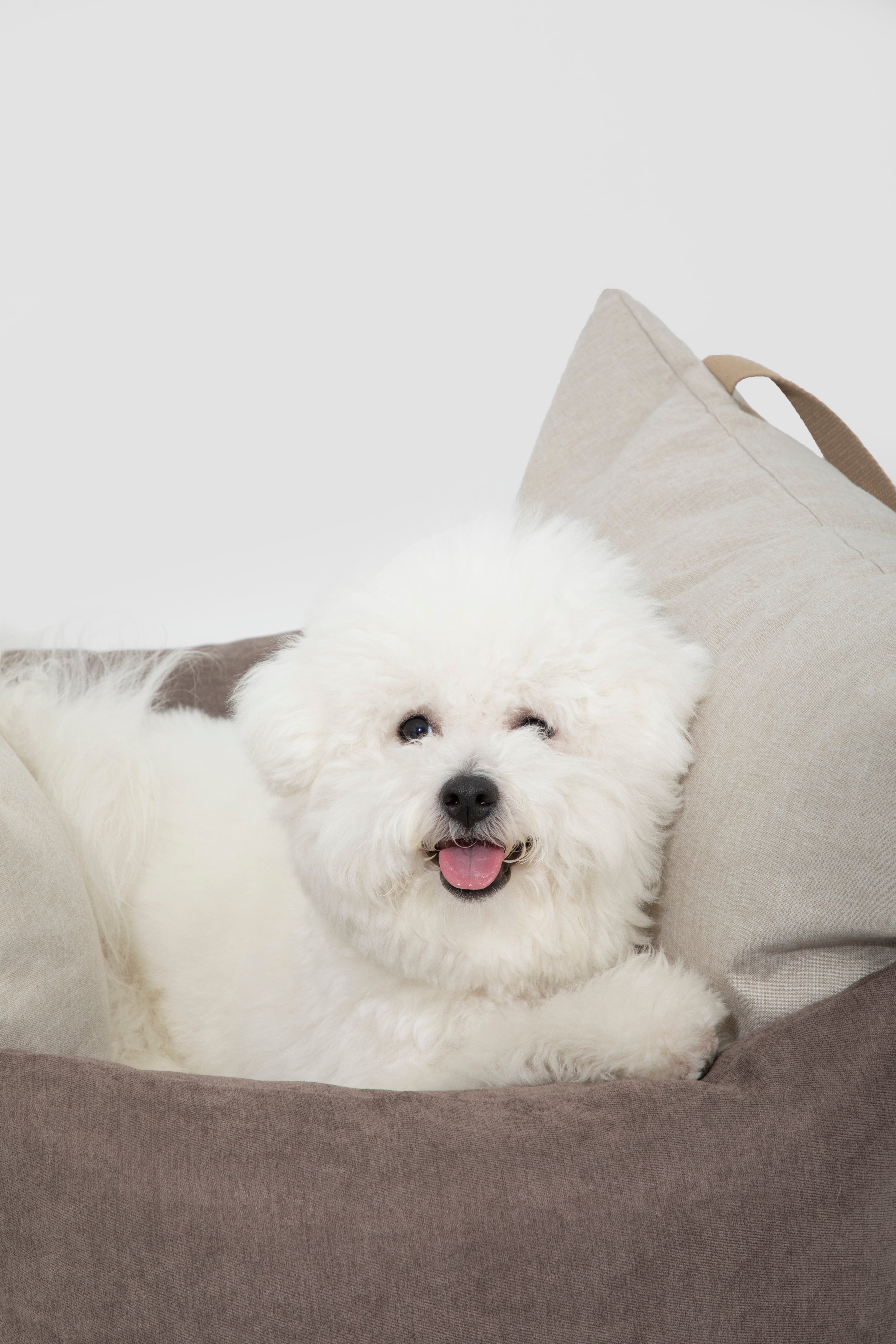 Close-up of white dog resting in HiDREAM Dog & Cat Car Safety Seat. Soft, cozy pet bed for travel comfort.