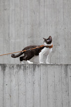 Corduroy Cat Harness & Leash Set – Escape-Proof, Hands-Free Walking