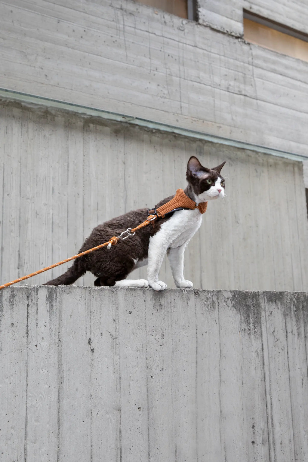 Corduroy Cat Harness & Leash Set – Escape-Proof, Hands-Free Walking