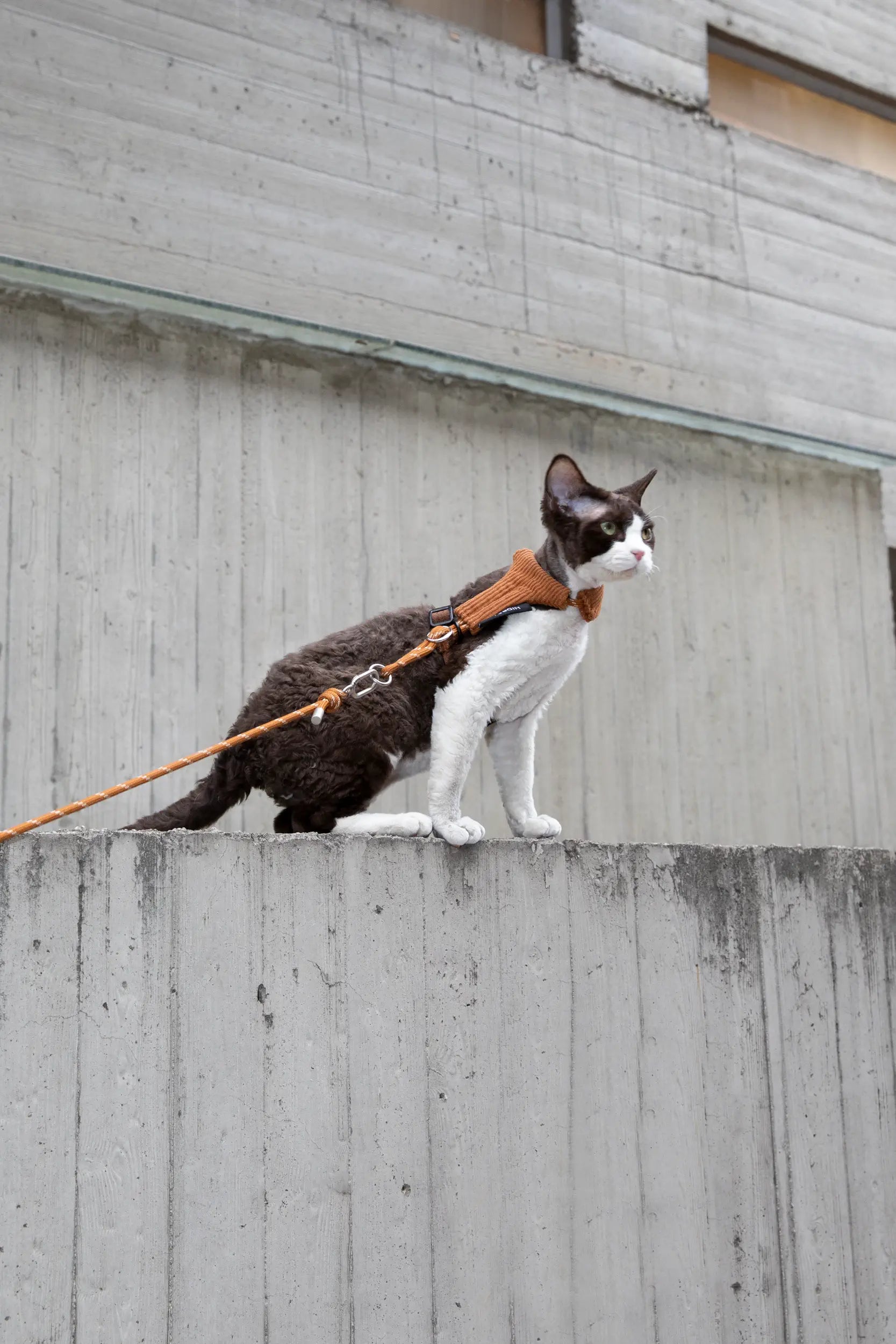 Corduroy Cat Harness & Leash Set – Escape-Proof, Hands-Free Walking