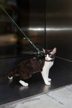 Corduroy Cat Harness & Leash Set – Escape-Proof, Hands-Free Walking