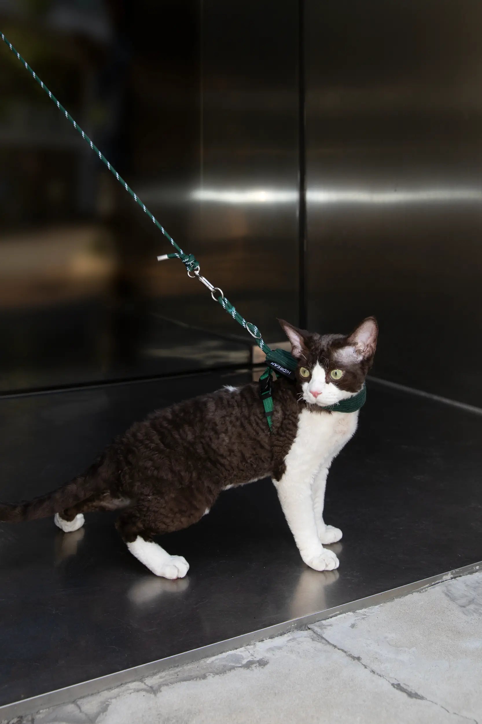 Corduroy Cat Harness & Leash Set – Escape-Proof, Hands-Free Walking