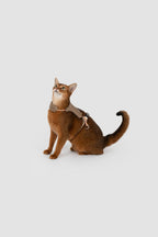 Corduroy Cat Harness & Leash Set – Escape-Proof, Hands-Free Walking