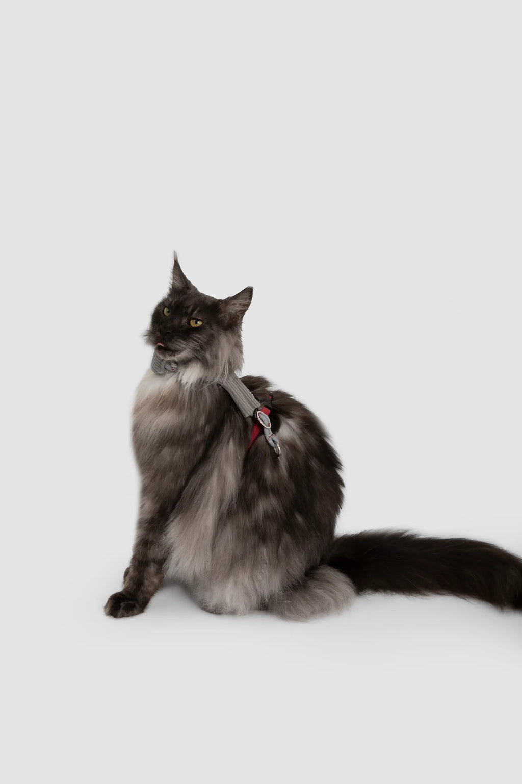 Corduroy Cat Harness & Leash Set – Escape-Proof, Hands-Free Walking