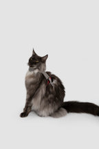 Corduroy Cat Harness & Leash Set – Escape-Proof, Hands-Free Walking