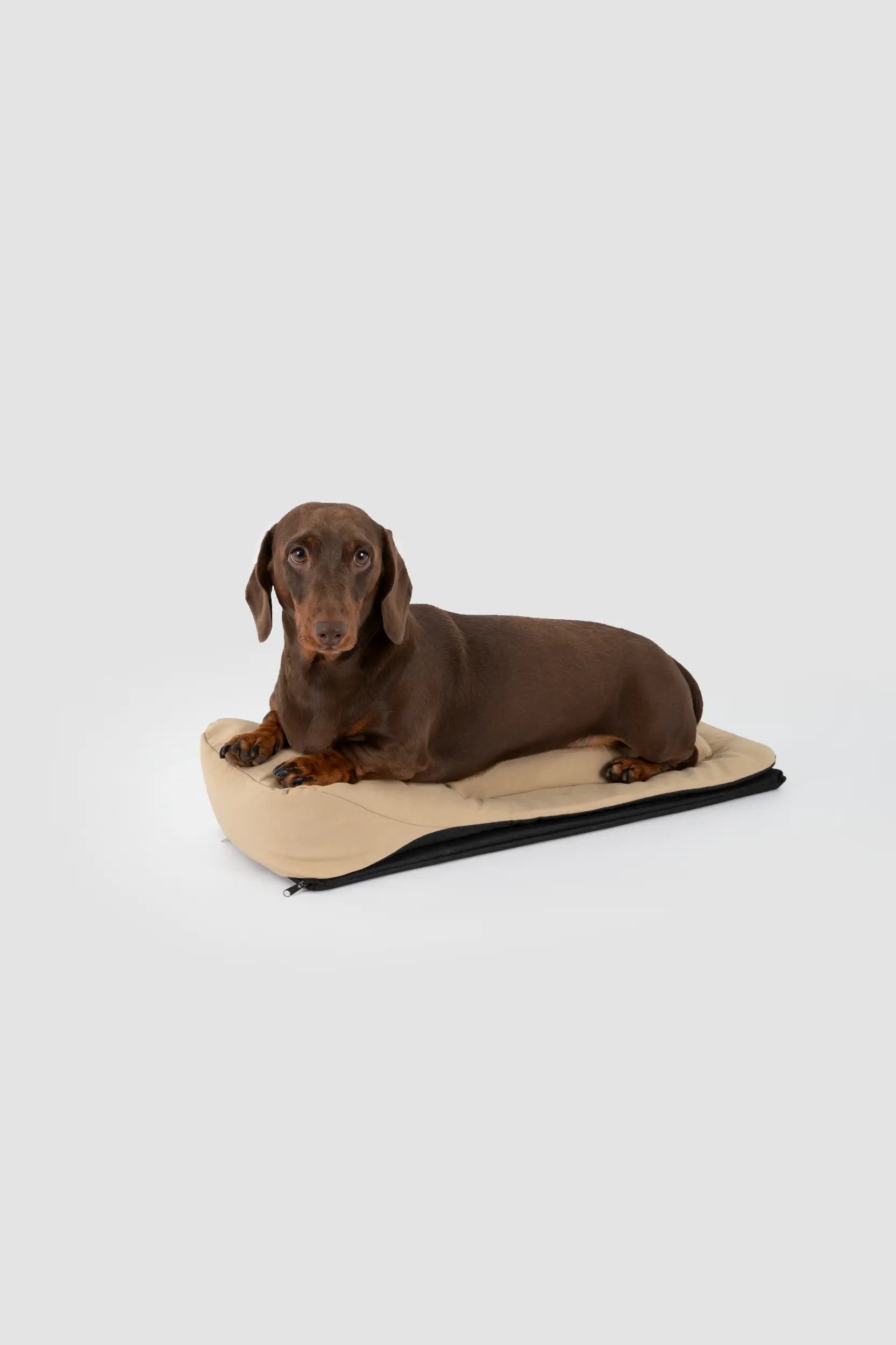Open-Top Dachshund Carrier Tote – Shoulder, Crossbody & Hand Carry