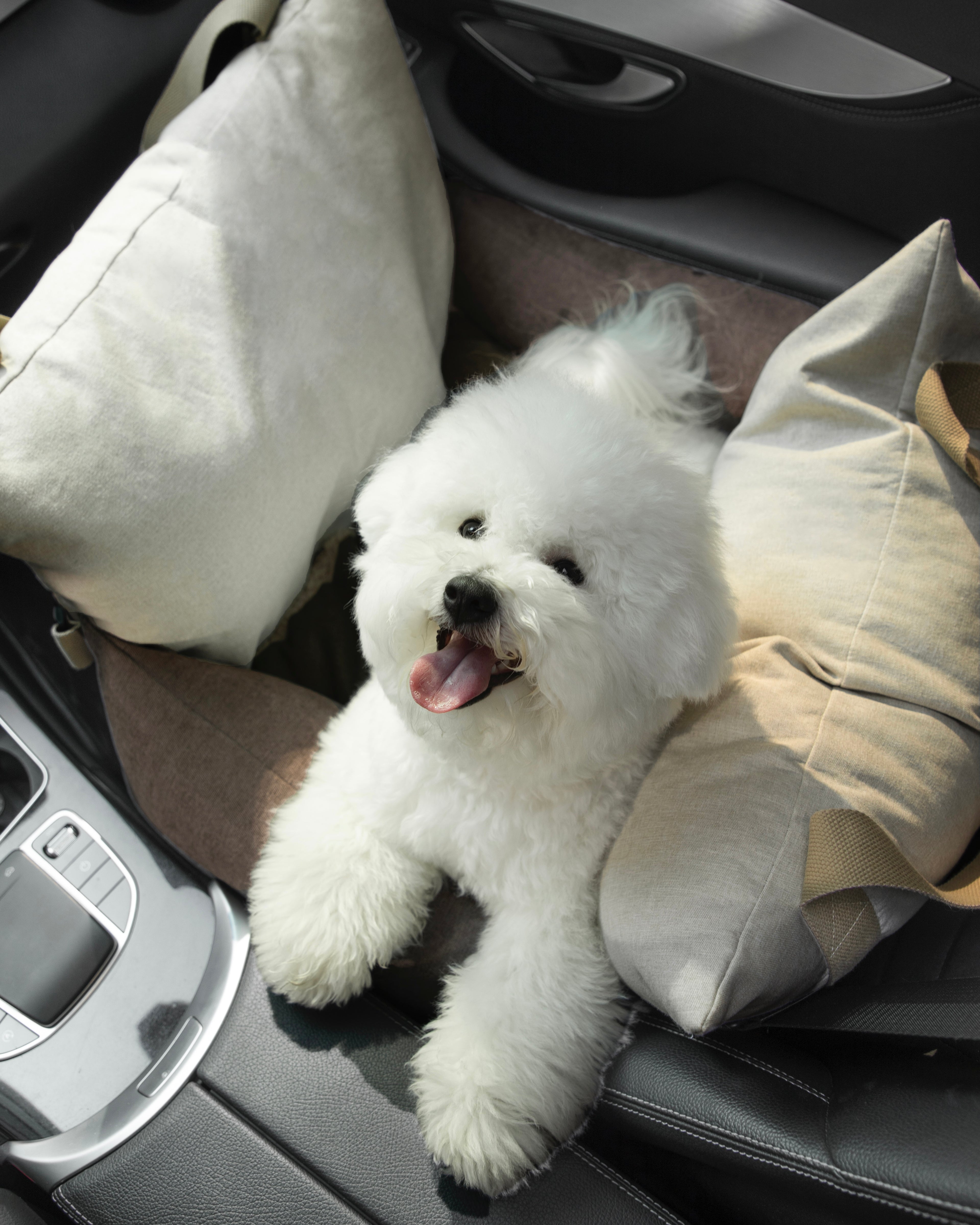 White dog sitting in HiDREAM Dog & Cat Car Safety Seat in car. Comfortable and safe pet bed for travel.