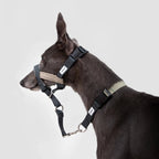 (NEW) Valley Dog Head Collar Bundle - HiDream