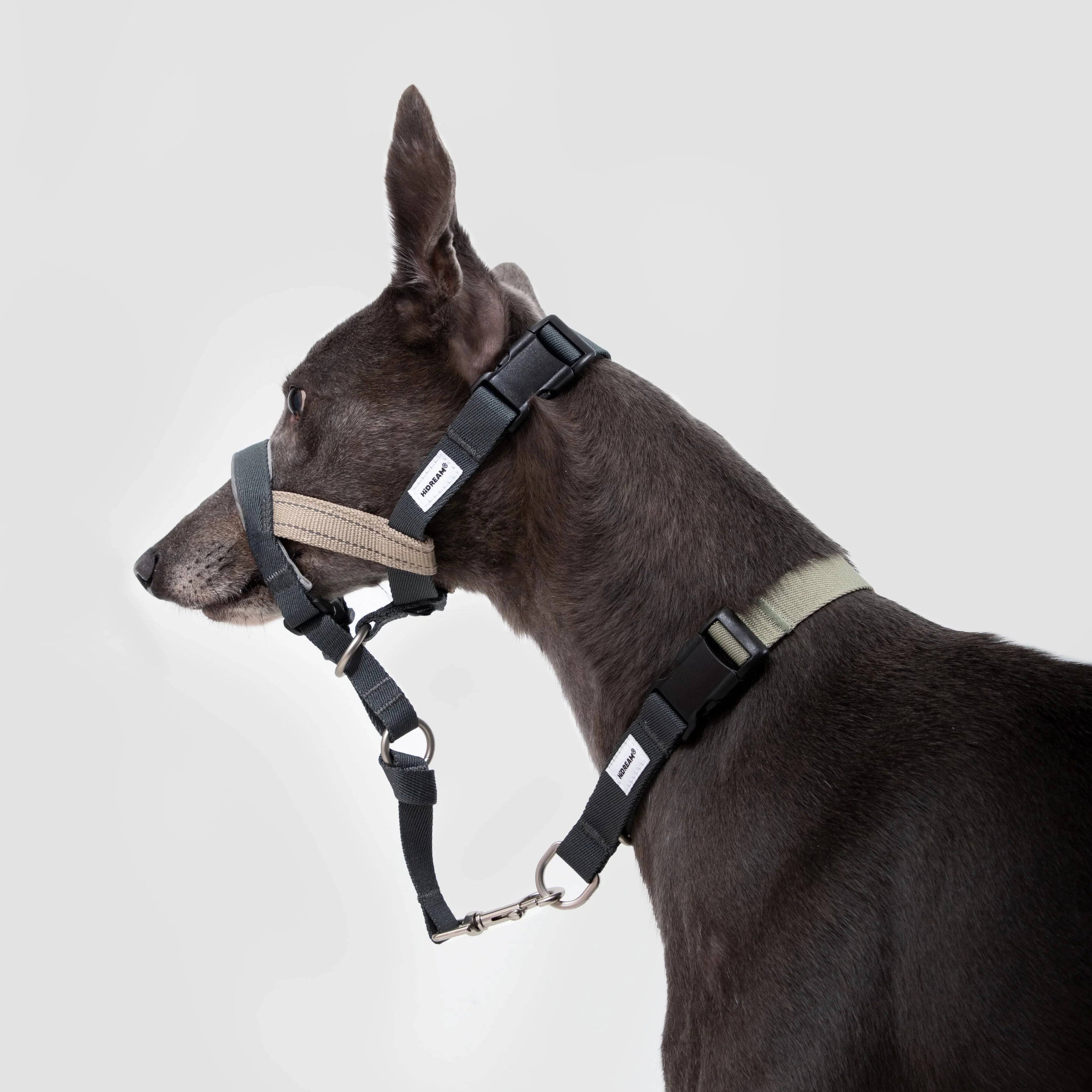 (NEW) Valley Dog Head Collar Bundle - HiDream