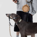 (NEW) Valley Dog Head Collar Bundle - HiDream