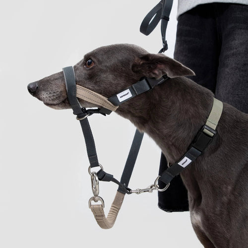 (NEW) Valley Dog Head Collar Bundle - HiDream