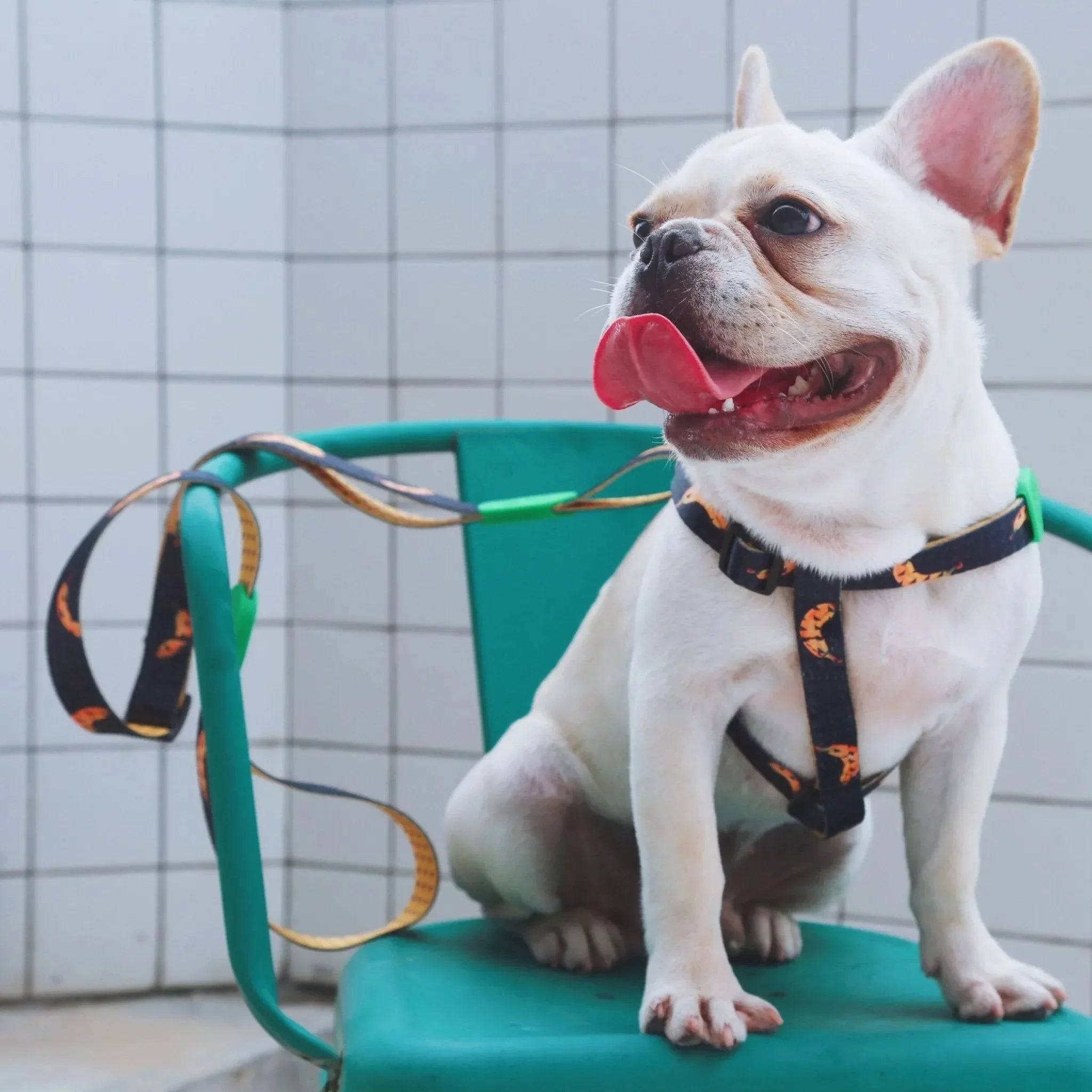 Colourful Series - 'Y' Dog Harness Bundle - HiDream