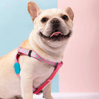 Colourful Series - 'Y' Dog Harness Bundle - HiDream