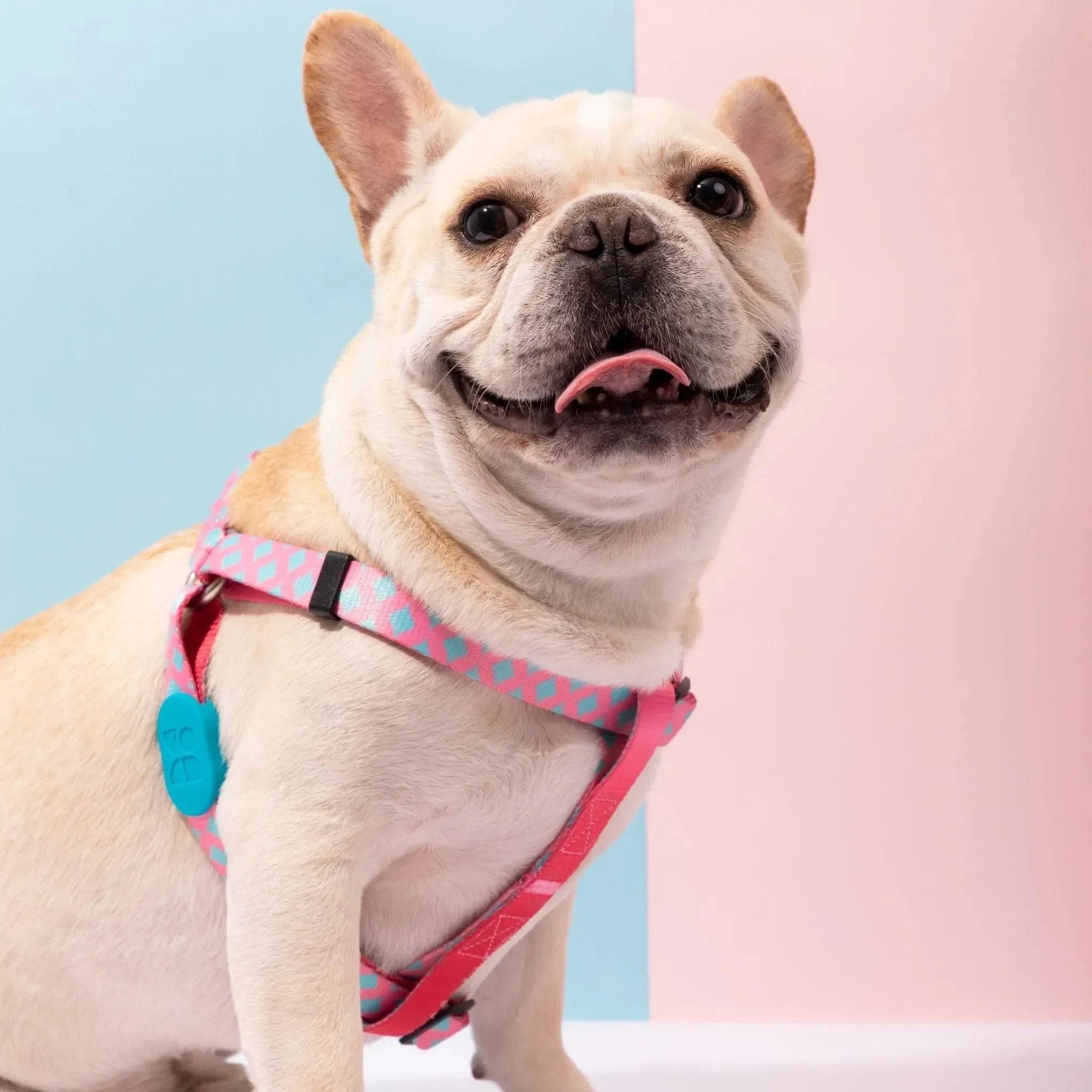 Colourful Series - 'Y' Dog Harness Bundle - HiDream