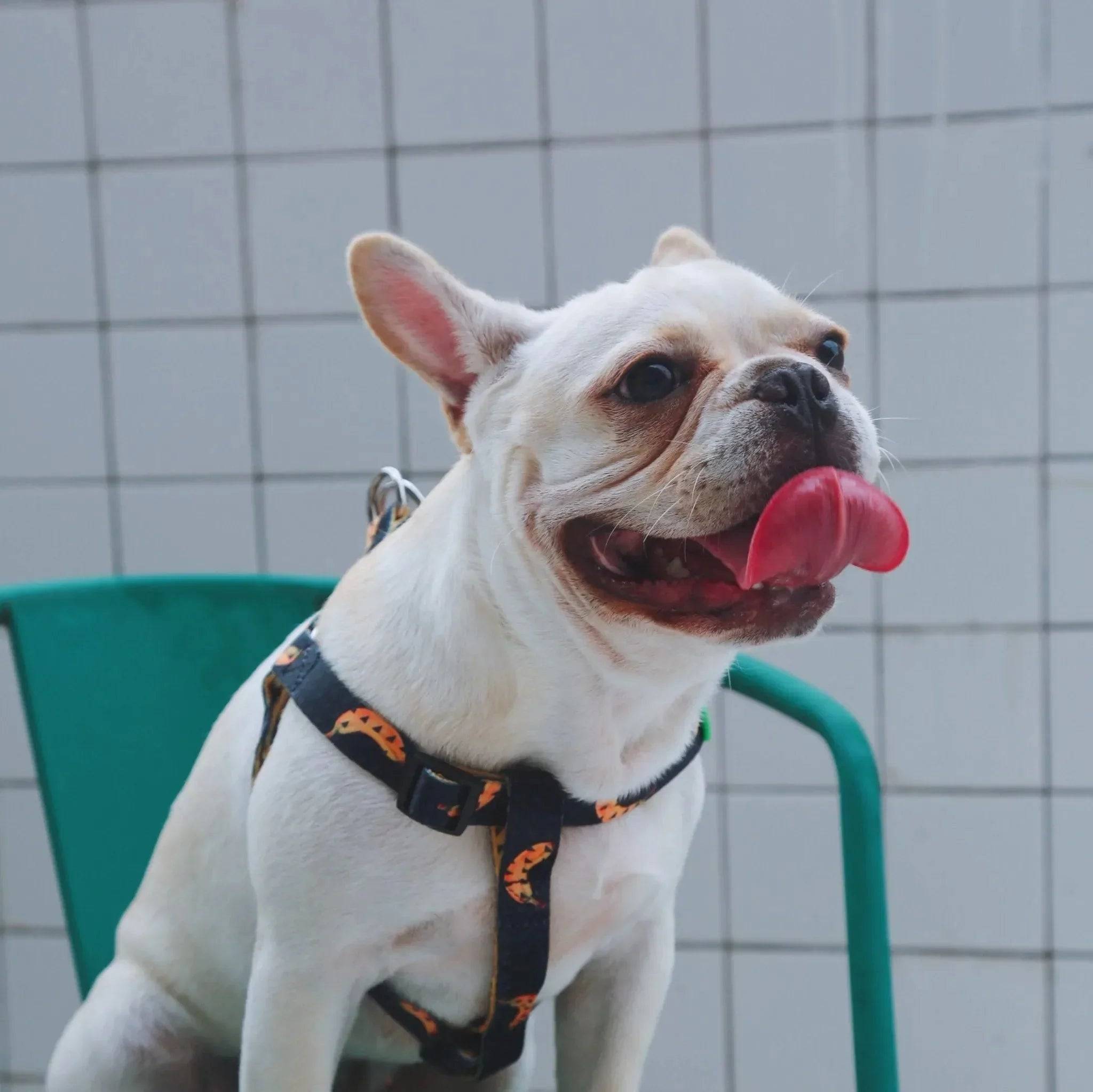Colourful Series - 'Y' Dog Harness Bundle - HiDream