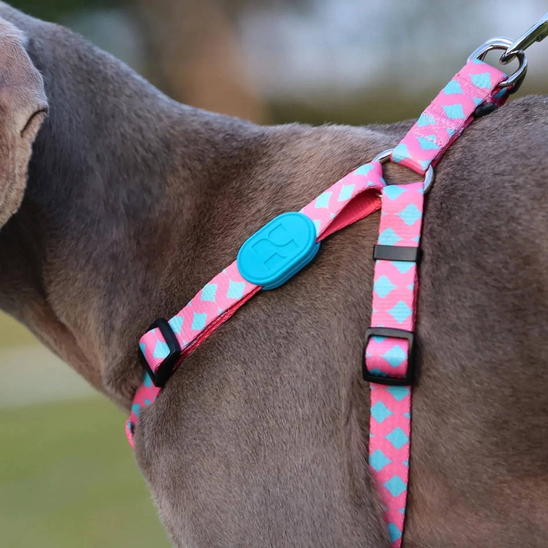 Colourful Series - 'Y' Dog Harness Bundle - HiDream