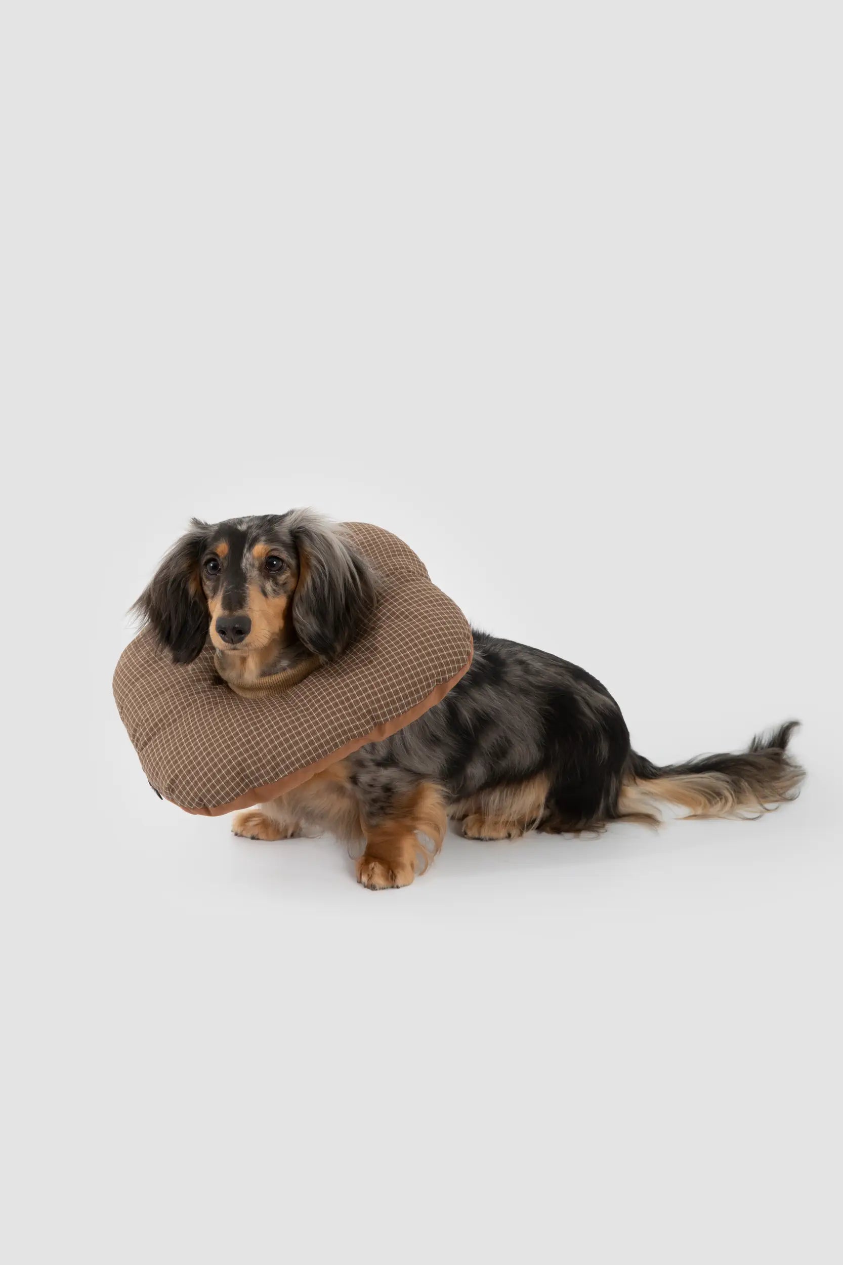 Toast Soft Pet Recovery Collar – Anti-Lick Cone for Cats & Dogs