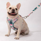 Castle Series - Dog Light Vest Bundle - HiDream