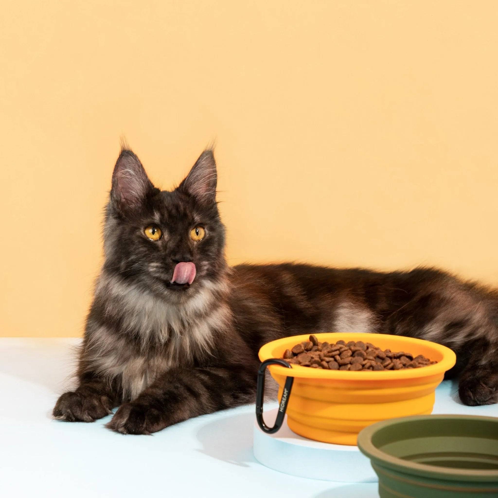 Collapsible Pet Bowl - HiDream