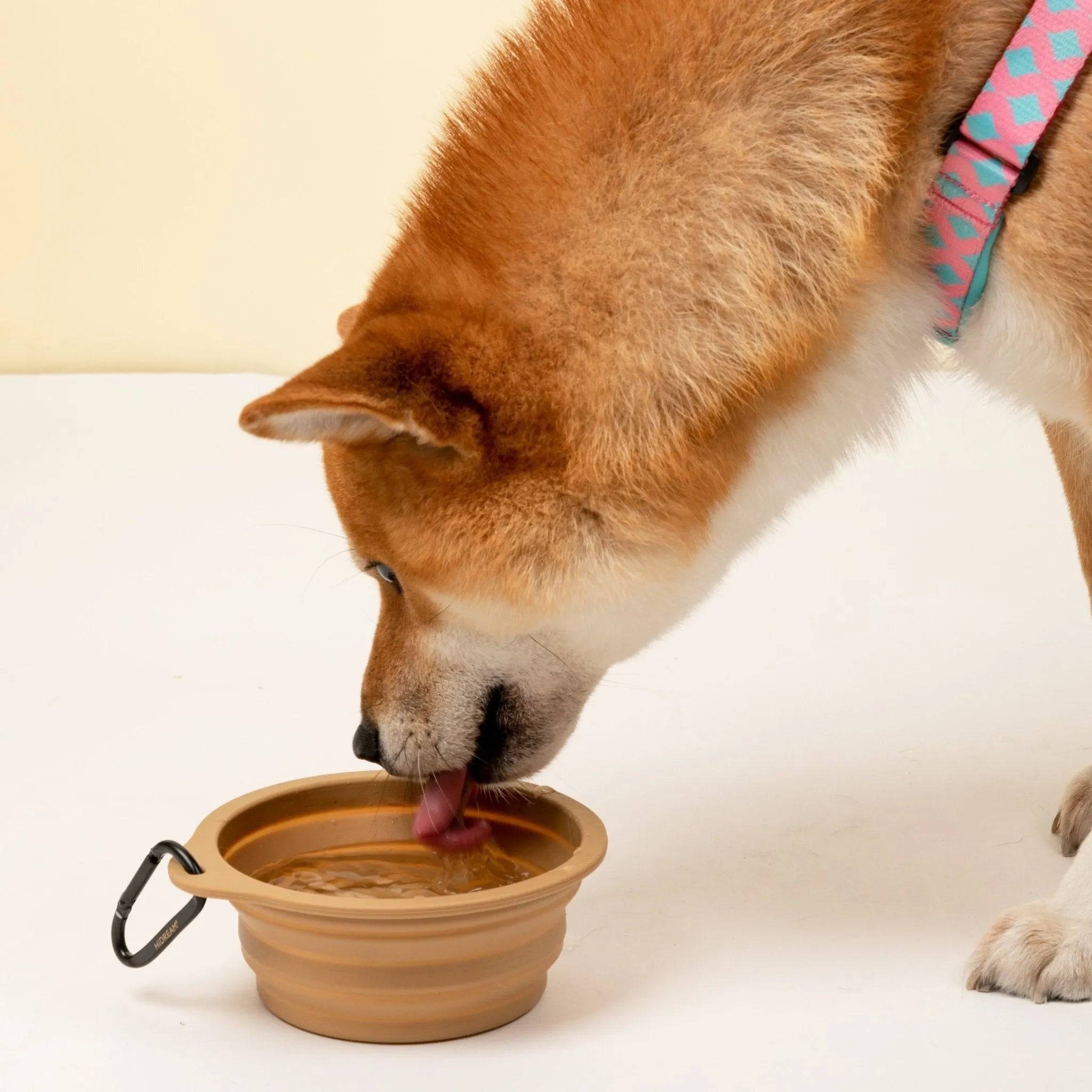 Collapsible Pet Bowl - HiDream