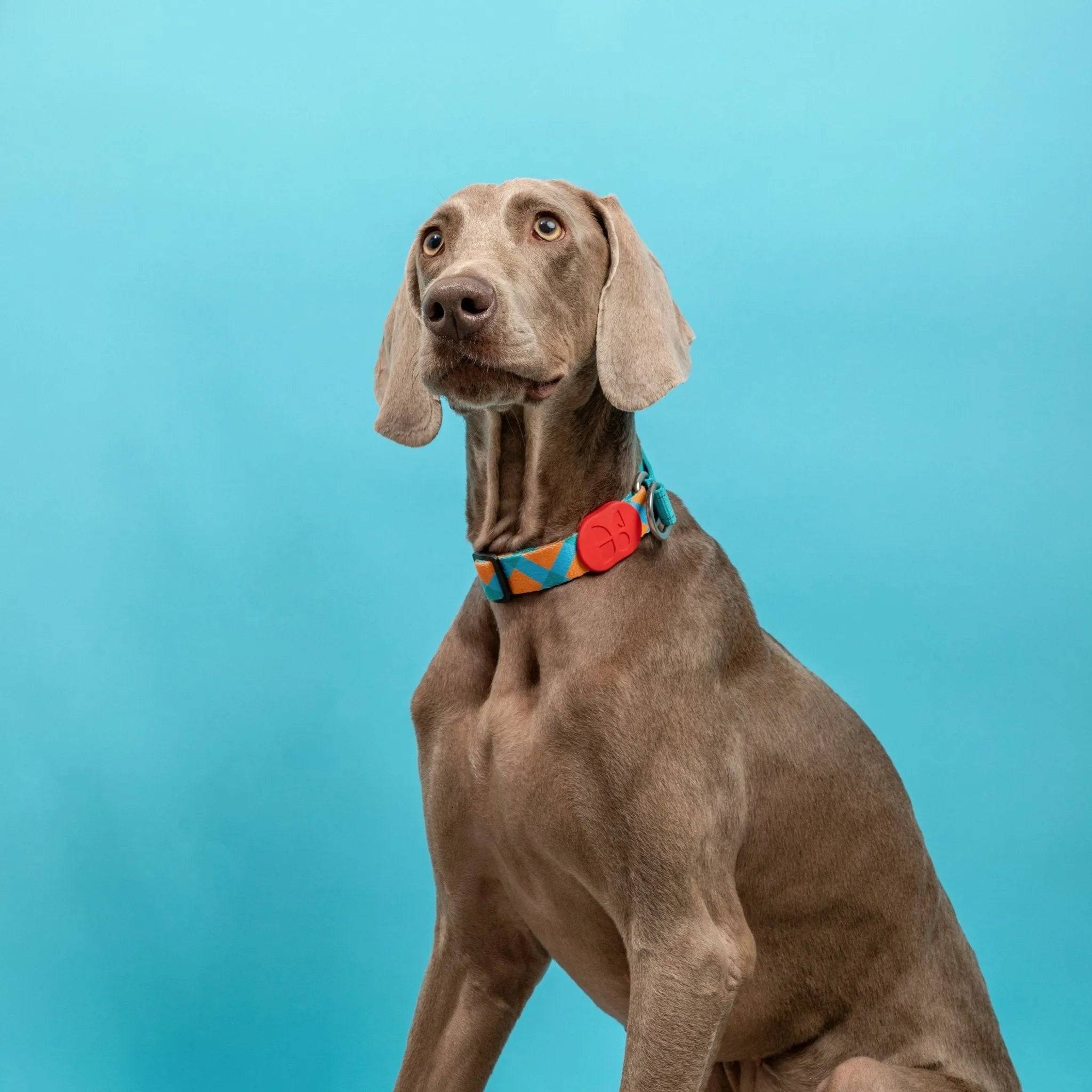 Colorful PRO - 'P' Collar Bundle - HiDream