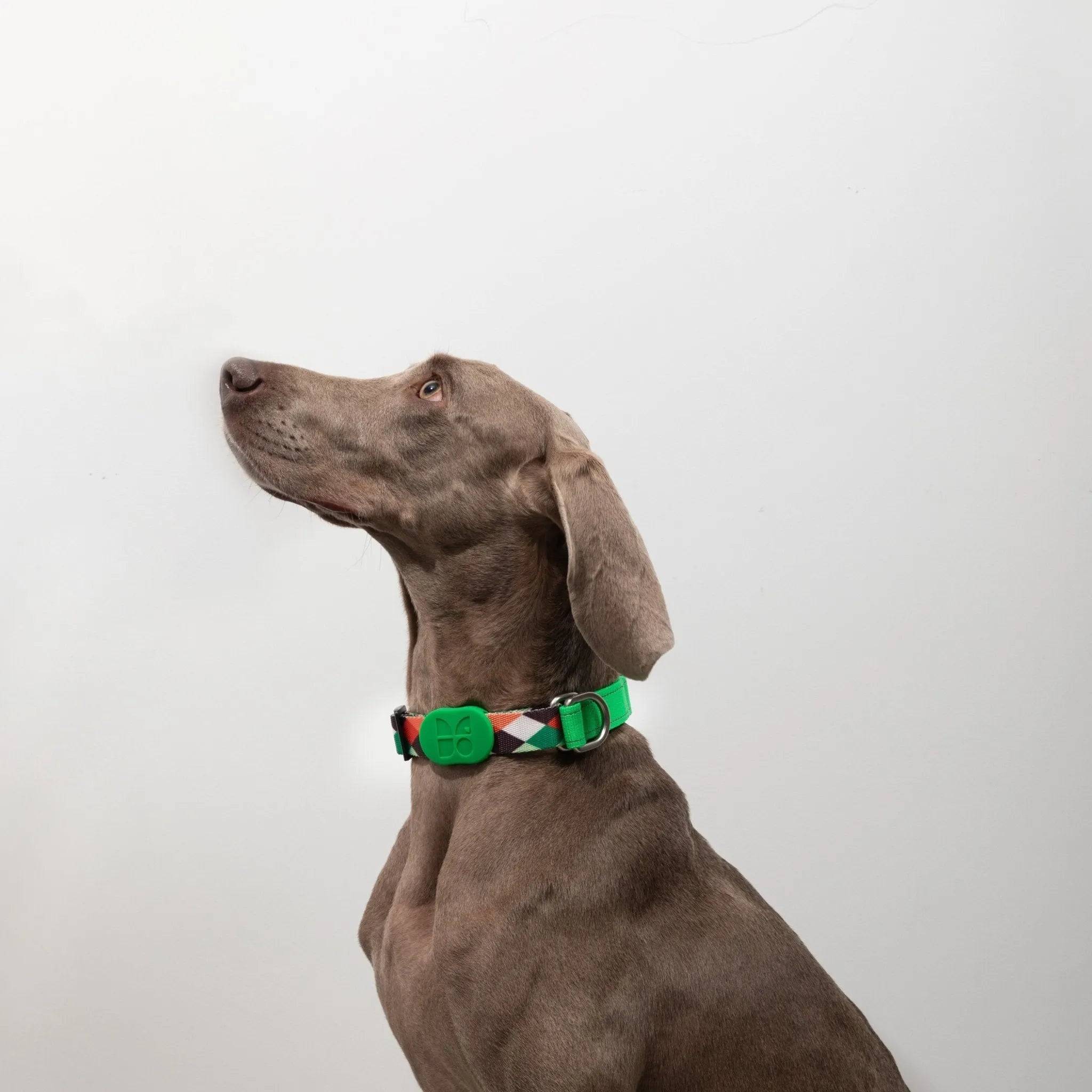 Colorful PRO - 'P' Collar Bundle - HiDream