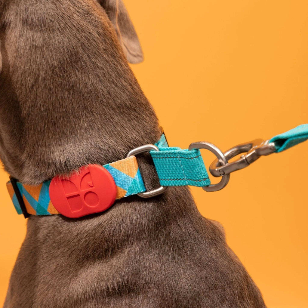 Colorful PRO - 'P' Collar Bundle - HiDream
