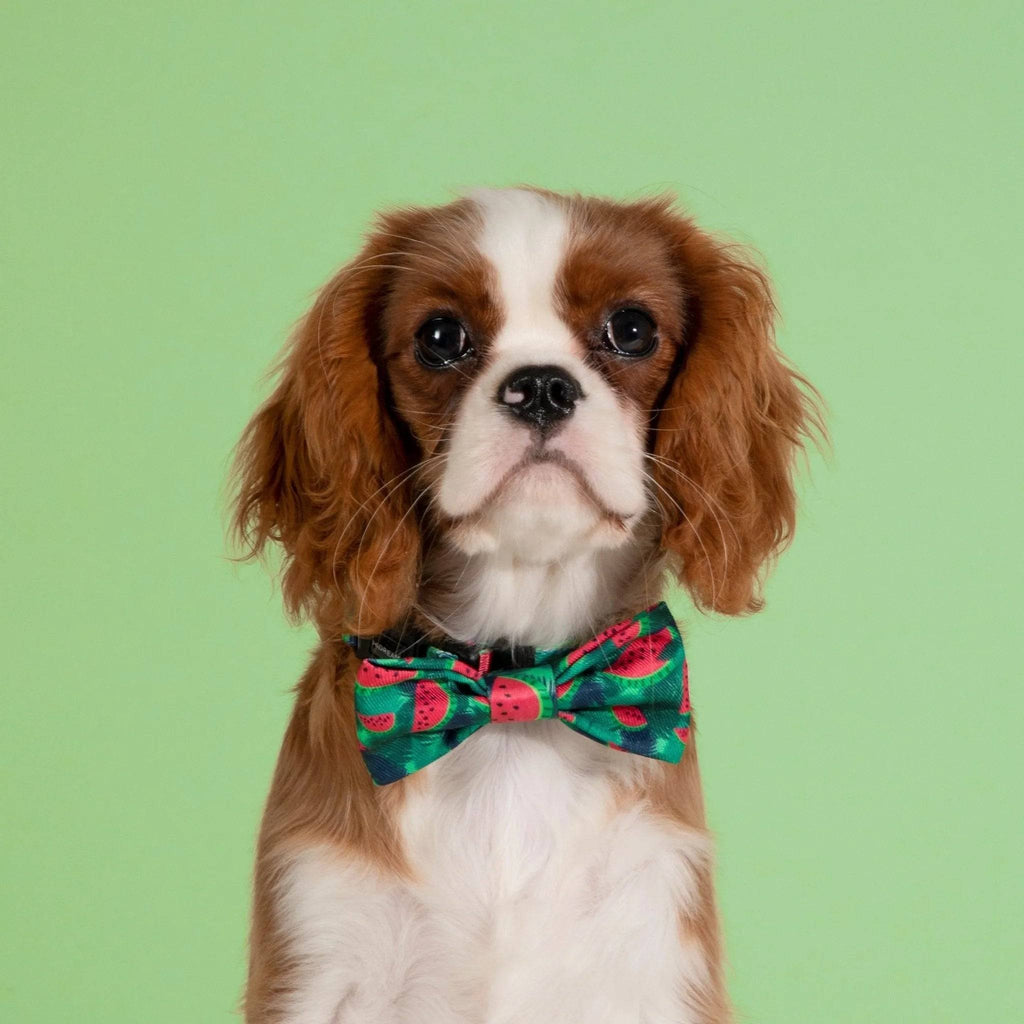 Colorful Series - Cute Bow Tie - HiDream