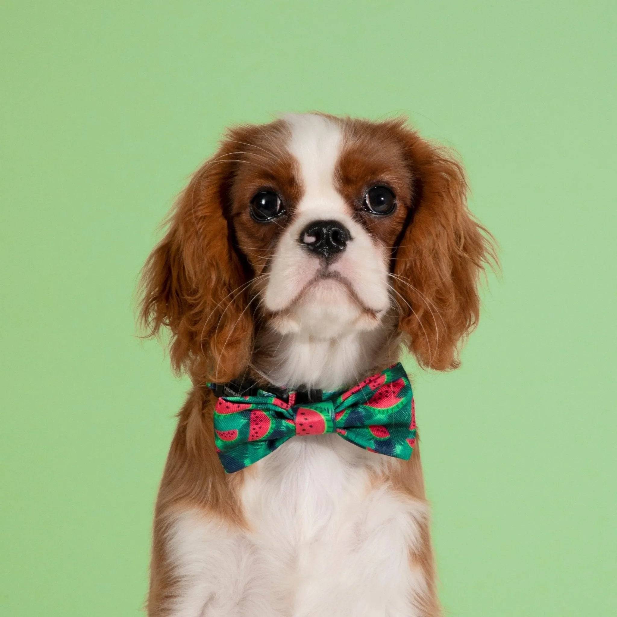 Colorful Series - Cute Bow Tie - HiDream