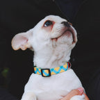 Colorful Series - Dog Colar Bundle - HiDream