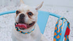 Colorful Series - Dog Colar Bundle - HiDream