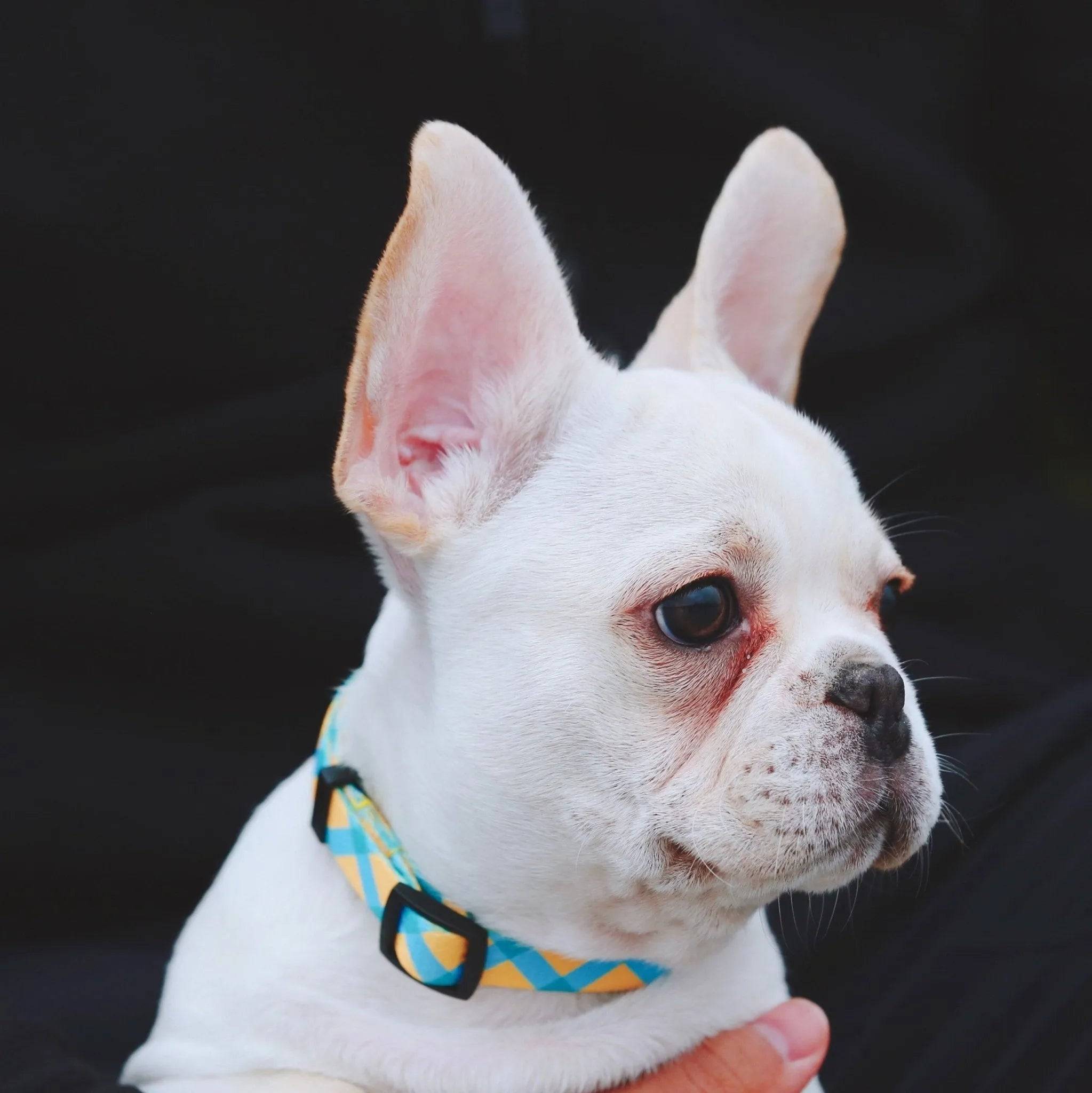 Colorful Series - Dog Colar Bundle - HiDream