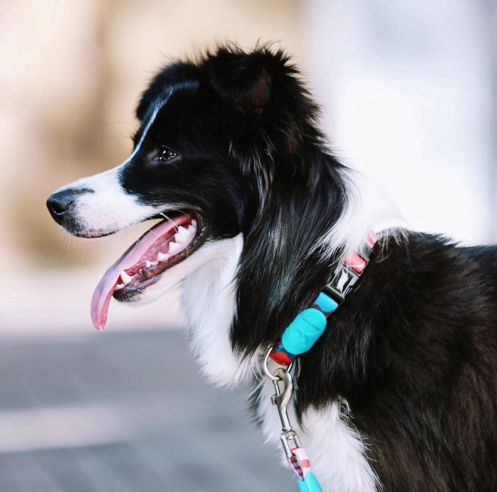 Colorful Series - Dog Colar Bundle - HiDream