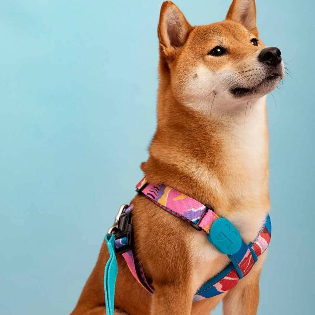 Colourful PRO - 'X' Dog Vest Bundle - HiDream