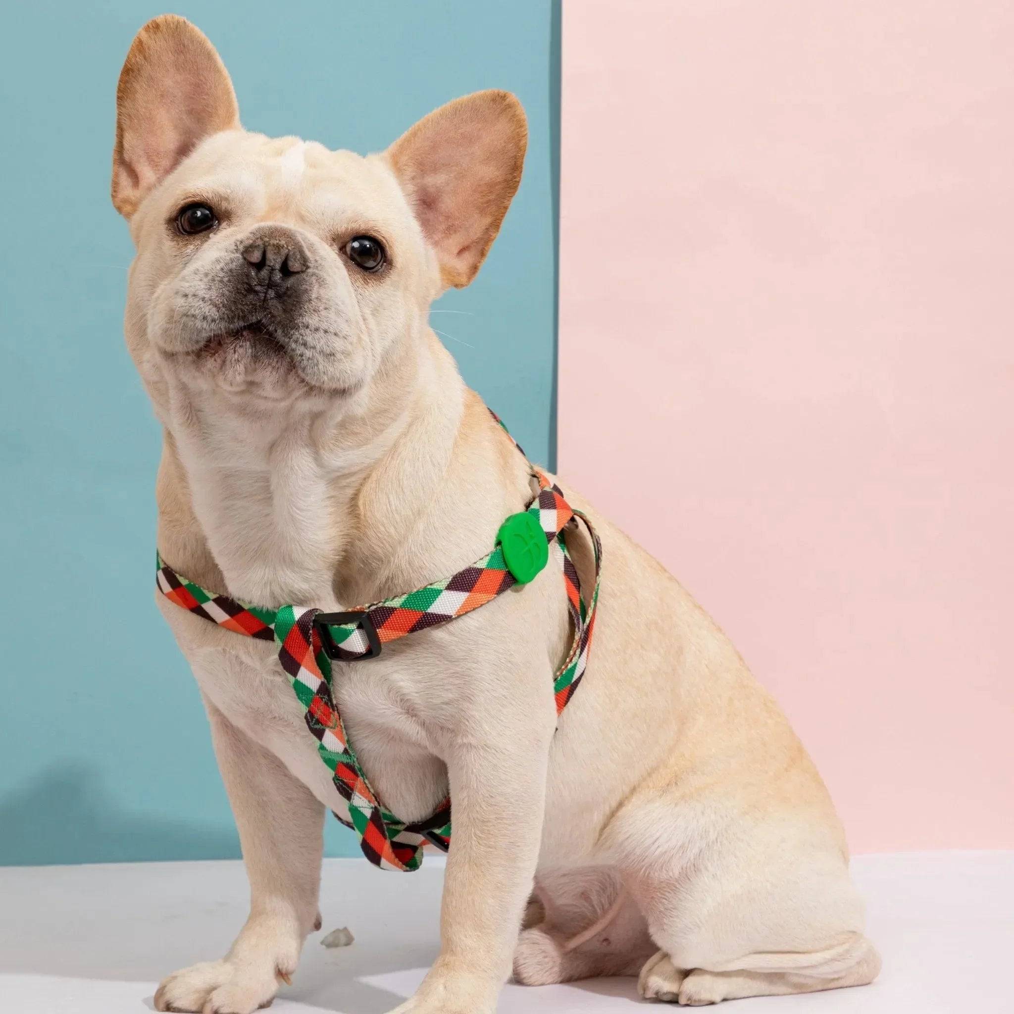 Colourful Series - 'Y' Dog Harness Bundle - HiDream