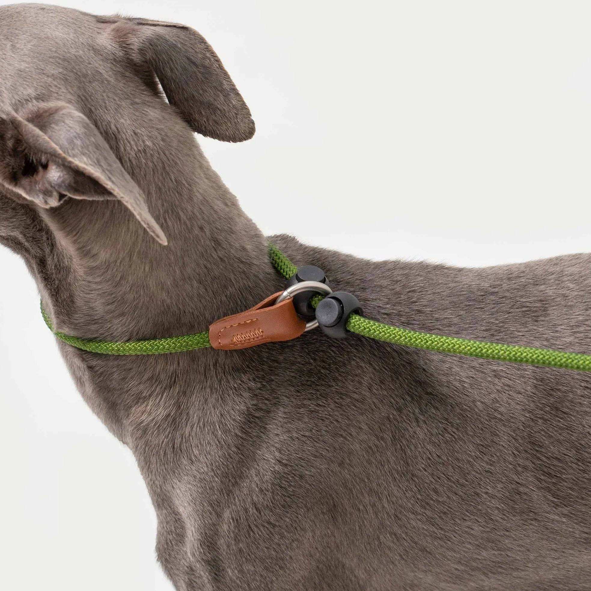 Bobo Leather Handle Control Leash - HiDream