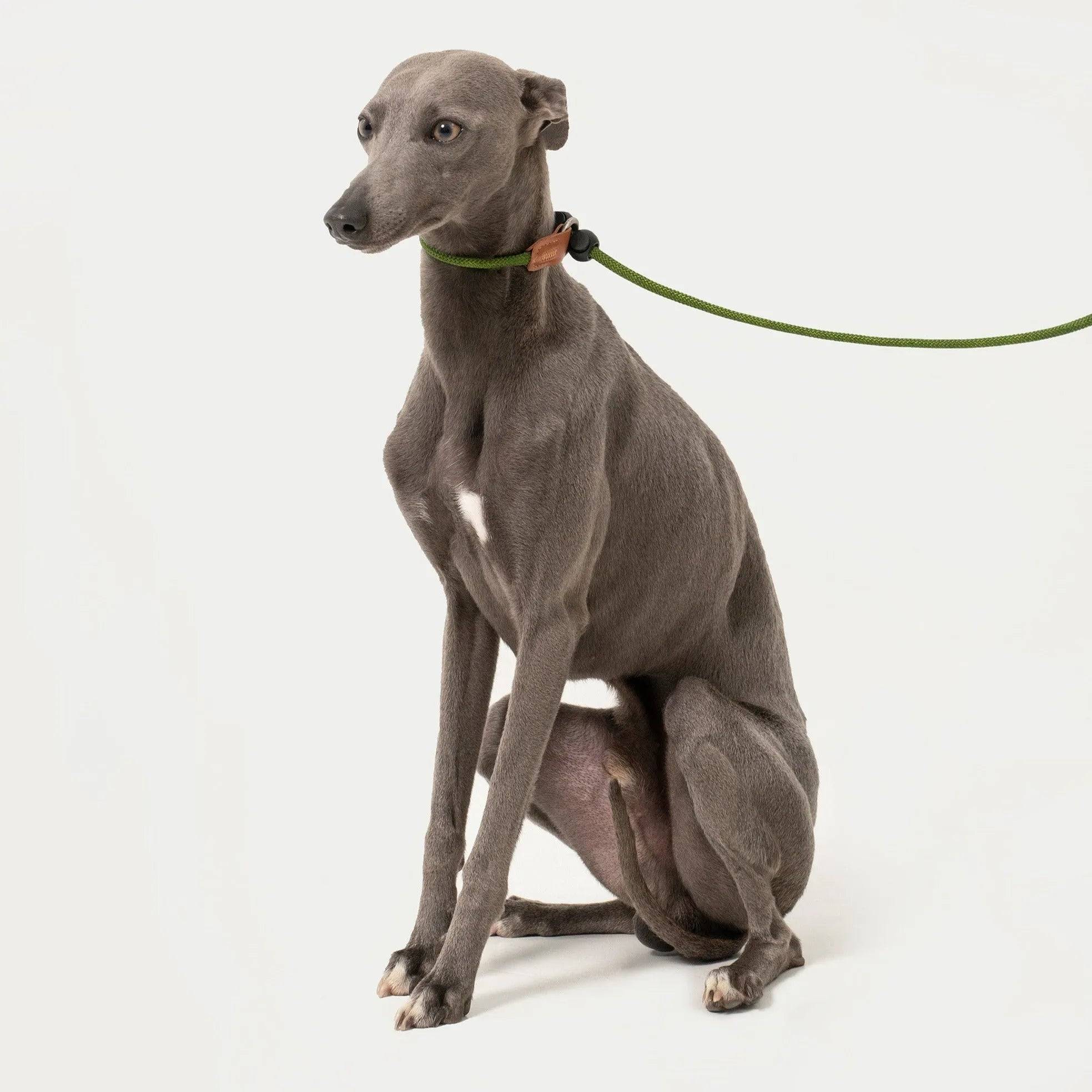 Bobo Leather Handle Control Leash - HiDream