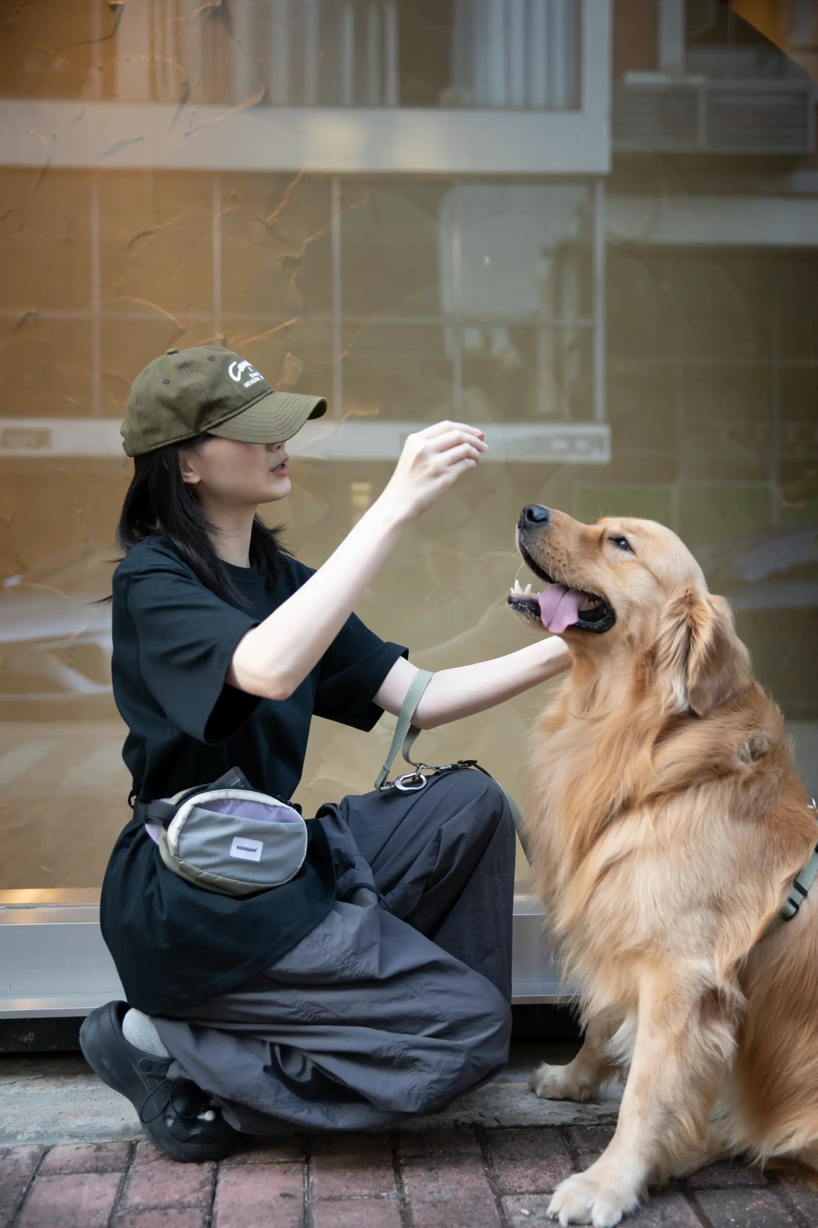 Trainer reaching into a magnetic Deep Moss Green dog treat pouch with a Golden Retriever