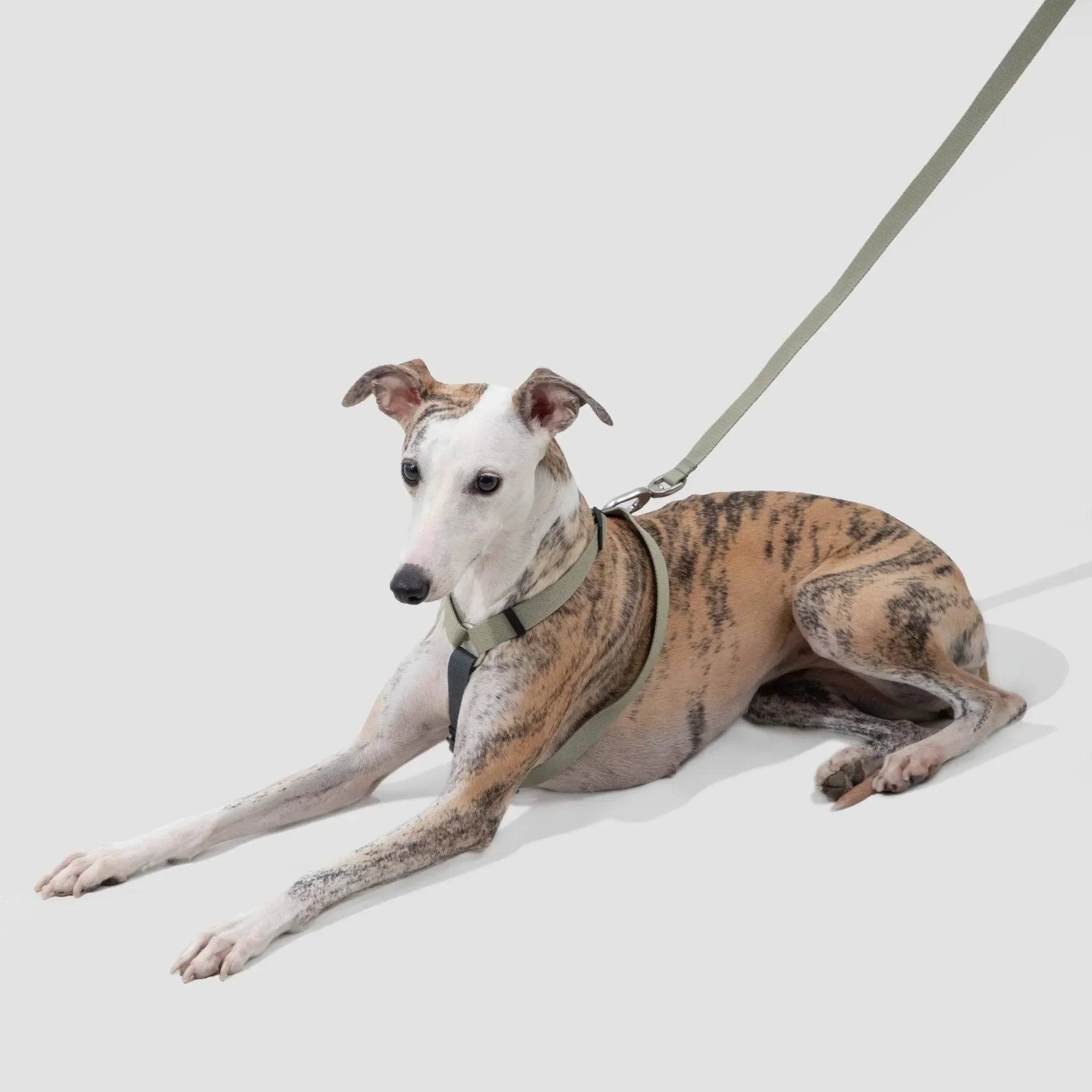 (NEW) Valley Series Dog Harness Walk Kit - HiDream