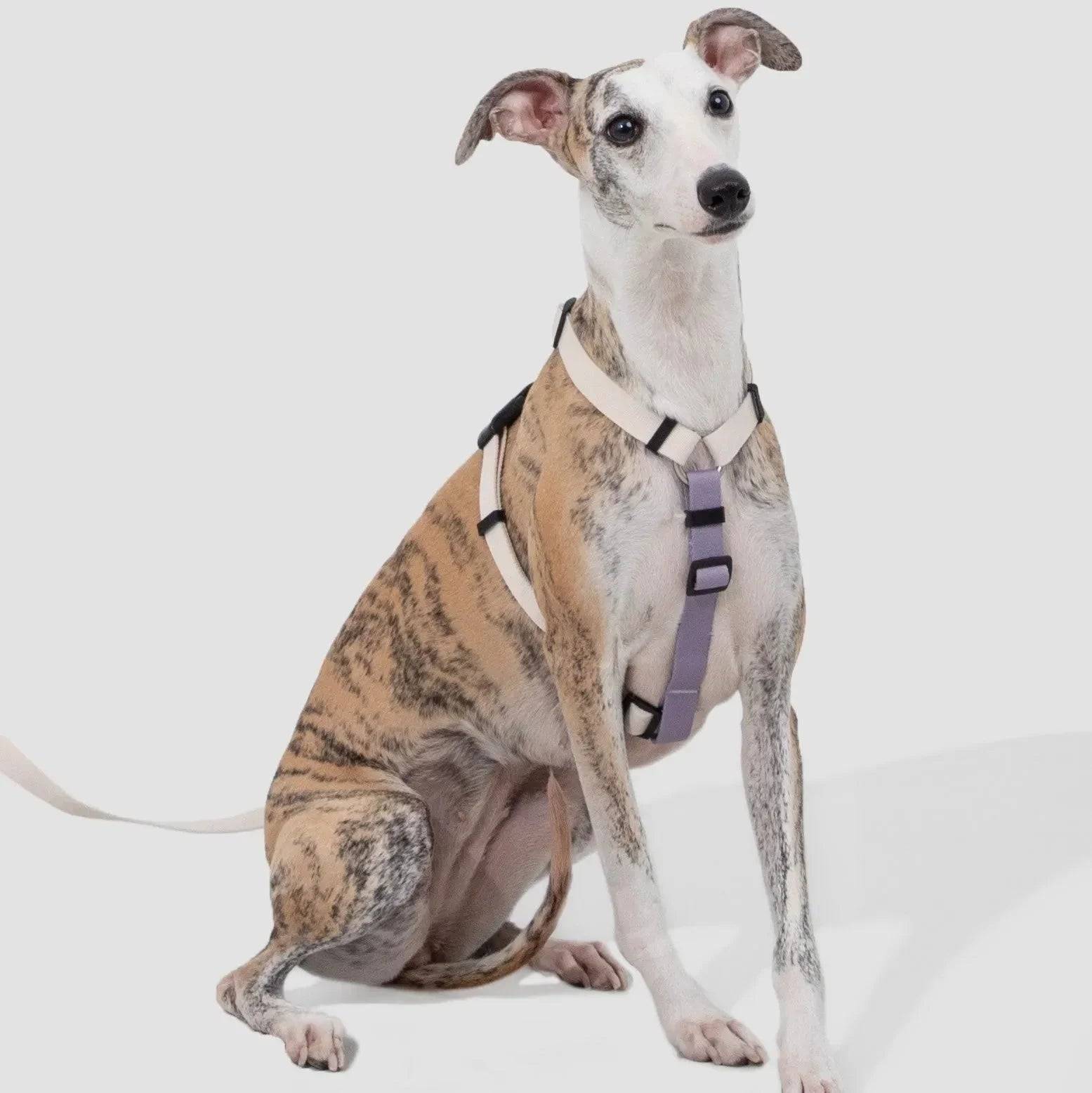 (NEW) Valley Series Dog Harness Walk Kit - HiDream