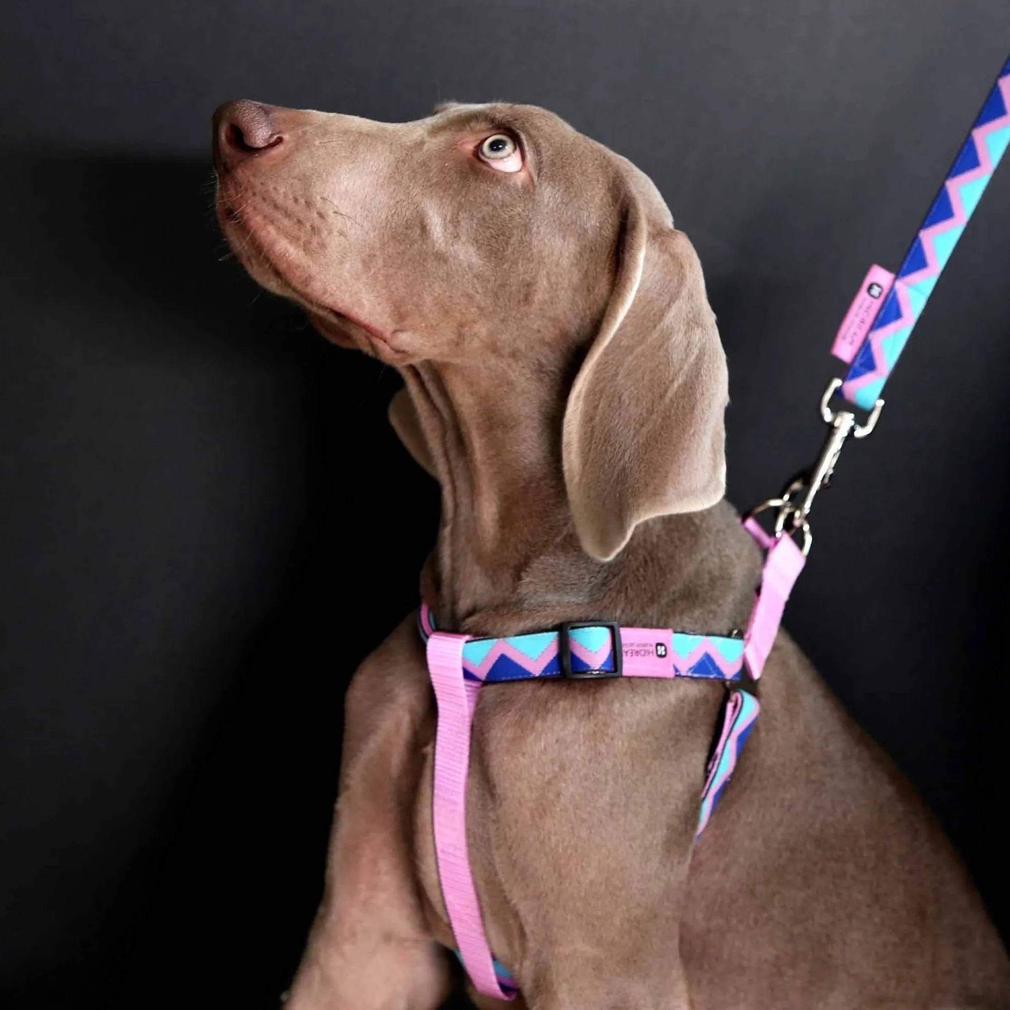 Rainbow Series - 'Y' Dog Harness Bundle - HiDream