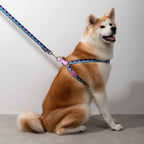 Rainbow Series - 'Y' Dog Harness Bundle - HiDream