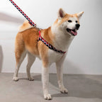 Rainbow Series - 'Y' Dog Harness Bundle - HiDream